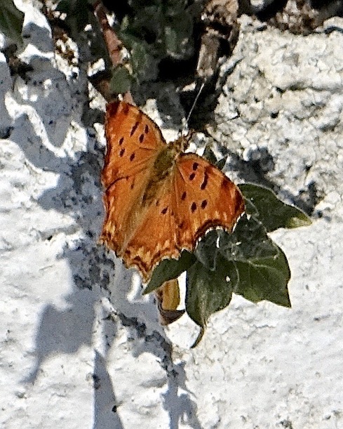 southern comma